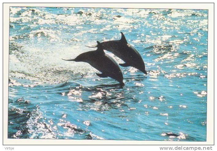 DAUPHIN.S- Photo R.Tominson. -20234 - Delfines