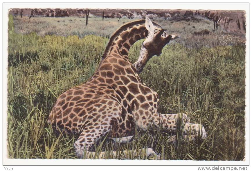JEUNE GIRAFE FEMELLE AU REPOS.- Faune Africaine.- 1508 - Giraffen