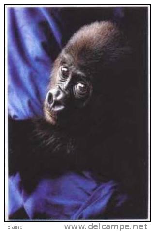 Baby Western Lowland Gorilla - Monos