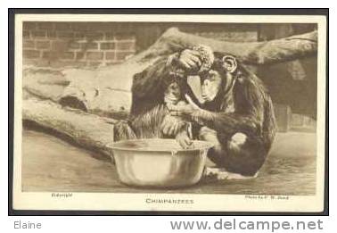 Chimpanzees Washing - London Zoo - Singes
