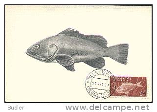 SAHARA ESPANOL - 1958 : Y. 106  : Mx. Card : VISSEN,POISSONS,FISHES,HEXANCHUS,HAAI,REQUIN,SHARK, - Spaanse Sahara