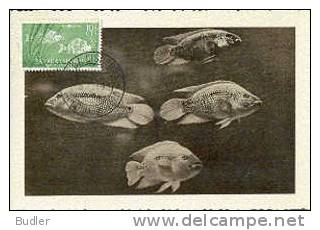 SAHARA ESPANOL - 1954 : Y. 96  : Mx. Card : VISSEN,POISSONS,FISHES,PUNTAZZO, - Spanische Sahara