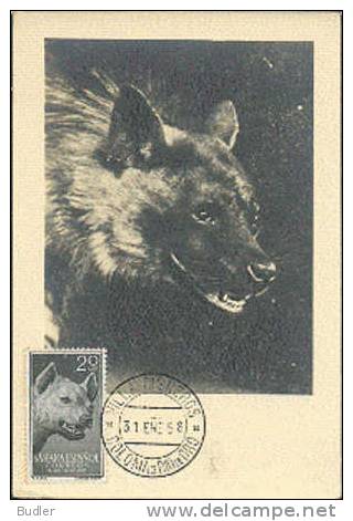 SAHARA ESPANOL - 1958 : Y. 96  : Mx. Card : HOND,CHIEN,DOG,HYENA, - Sahara Spagnolo