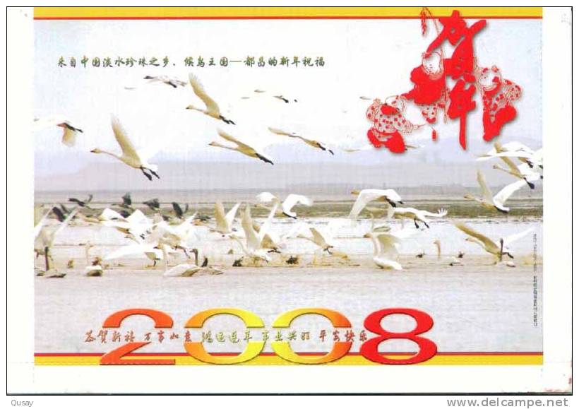 Swan Bird  , Pre-stamped Card , Postal Stationery - Cygnes