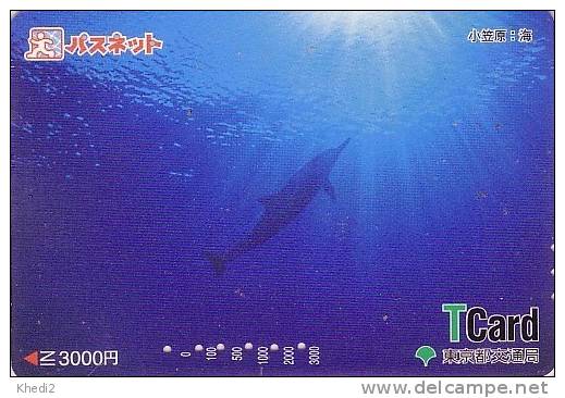 Carte Japon - DAUPHIN Et Banc De Poissons  - DOLPHIN & FISH Japan T Card - DELPHIN & FISCH - 48 - Delfines