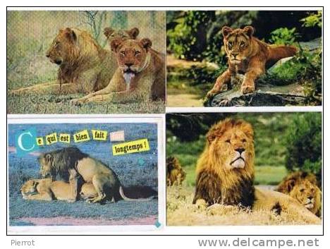 230208 Lot De 4 CPM : Felins Lions Lot Nu. 1 - Lions