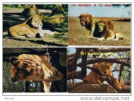 230208 Lot De 4 CPM : Felins Lions Lot Nu. 3 - Löwen