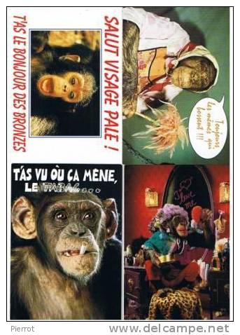 230208 Lot De 4 CPM : Singes Humour - Apen