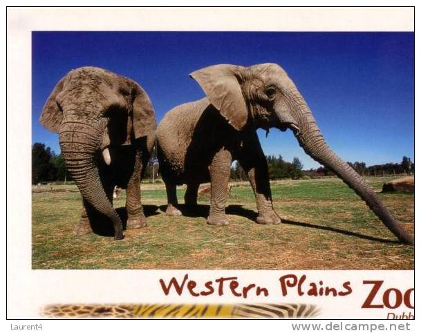 3 Carte D´elephant - 3 Elephant Postcard - Éléphants