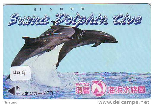 DOLPHIN (444) DAUPHIN DELPHIN Dolfijn WHALE Tier Animal  POISSON - Delfines