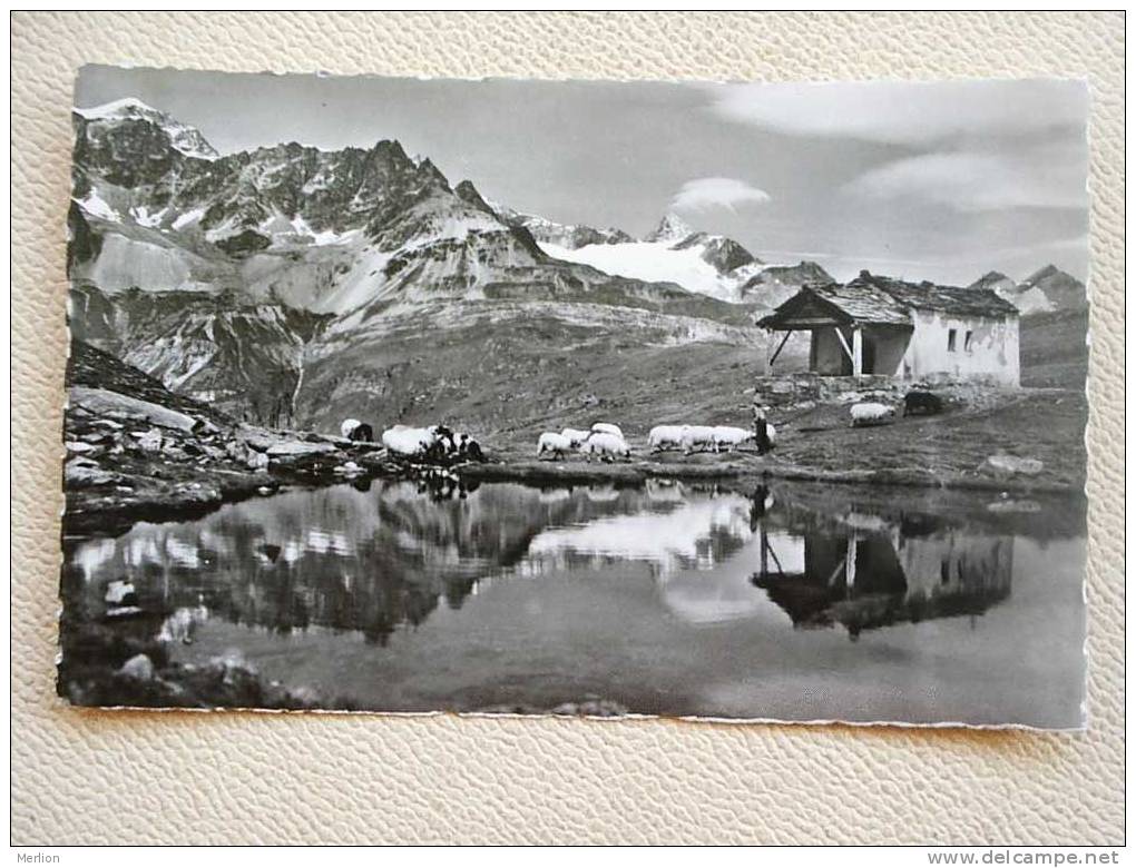 ZERMATT  1951    VF   D16776 - Zermatt