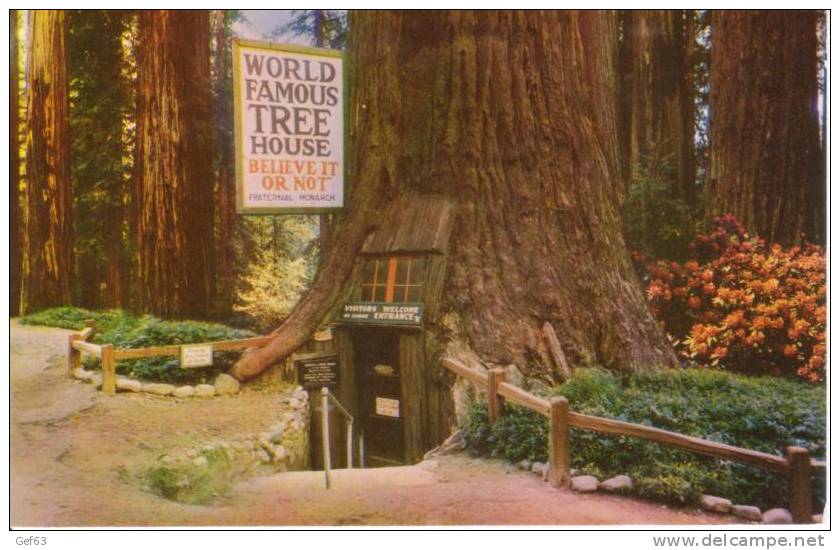 World Famous Tree House - Tree House Park - Parques Nacionales USA