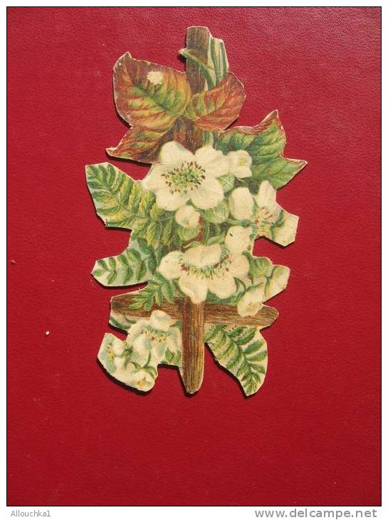 IMAGE & CHROMOS DECOUPIS CERTAINS ENTRE 1890 & APRES 1900 / SUPERBES FLEURS DE HAIE CHOCOLAT POULAIN - Fleurs