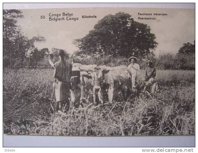 Kitobola Faucheuse Mecanique Attelage De Boeufs - Congo Belge