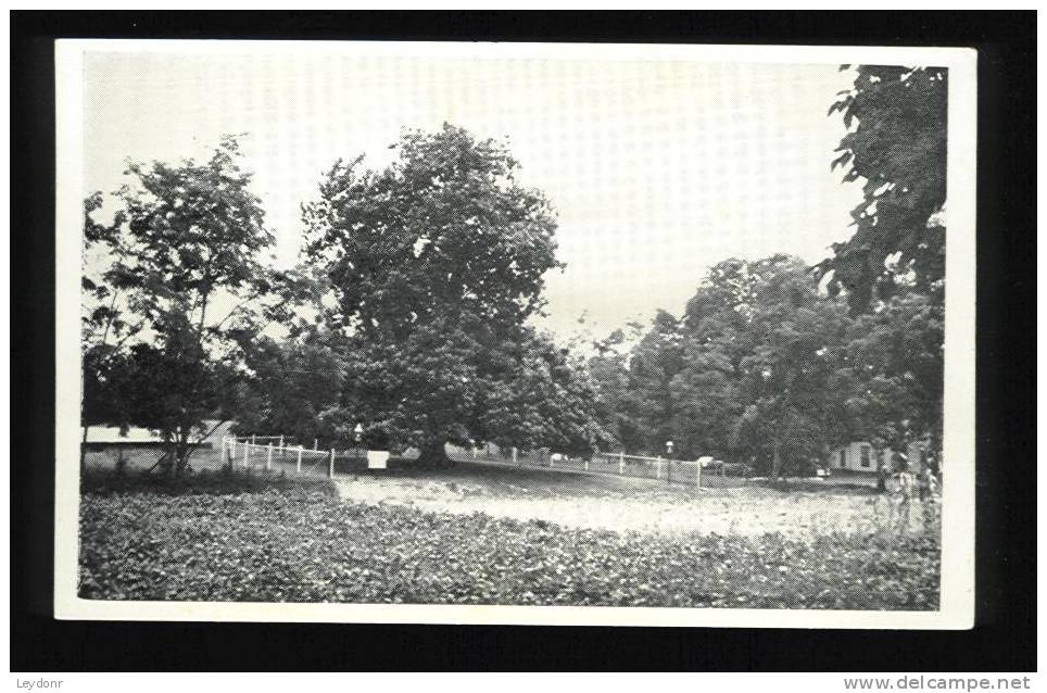 Largest Magnolia Tree, Washington, Arkansas - Sonstige & Ohne Zuordnung