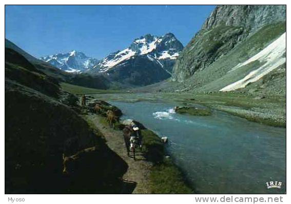 05 LA GRAVE LA MEIJE La Romanche Non Loin De Sa Source Avant La Plongée Vers La Grave Au Fond Les Agneaux Et Le Pic - Autres & Non Classés