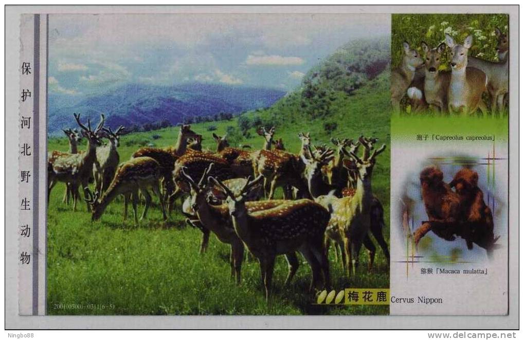 Spotted Deer,macaque Monkey,roe Deer,China 2001 Hebei Province Protect Wildlife Animal Advertising Pre-stamped Card - Apen
