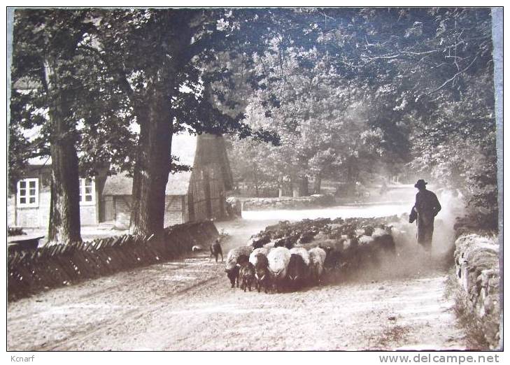 CP Foto De WILSEDE " Austrieb Der Schnucken In Wilsede " . - Schneverdingen