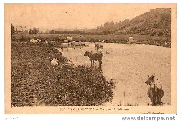 Troupeau De Vaches à L'abreuvoir - Elevage