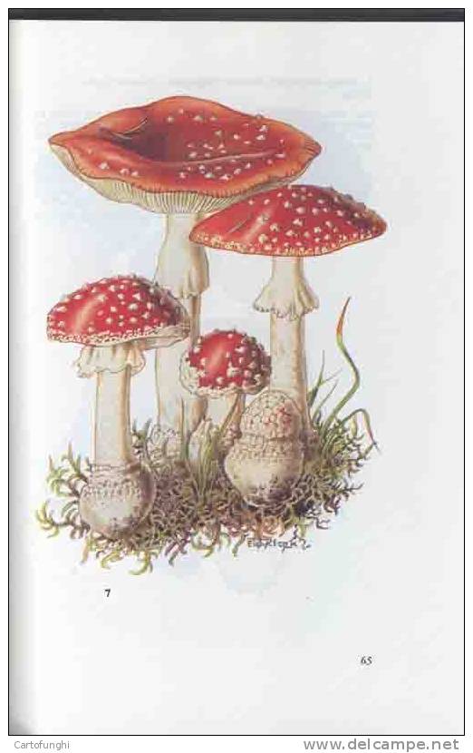 M TASCHENBUCH FUR PILZFREUNDE - FUNGHI CHAMPIGNONS SETAS - Sonstige & Ohne Zuordnung