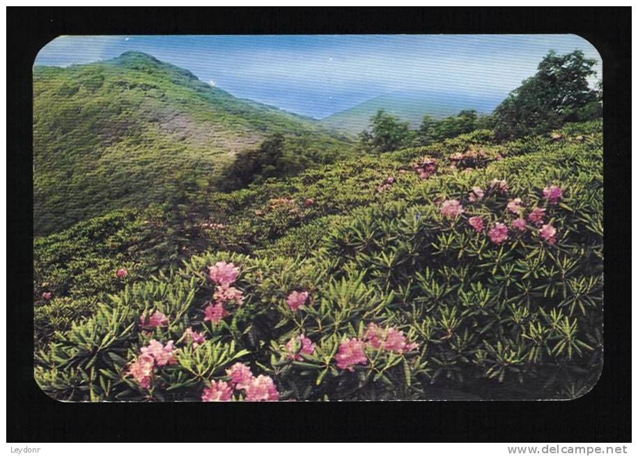 Rhododendron In Bloom In Gardens On Great Craggy Mountains, Western North Carolina - Sonstige & Ohne Zuordnung