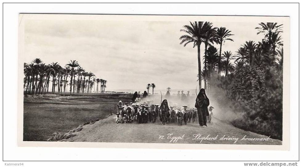 EGYPTE  /  EGYPT  /  SHEPHERD  DRIVING  HOMEWARD  /  Copyright By LEHNERT & LANDROCK , Cairo  N° 72 - Altri & Non Classificati