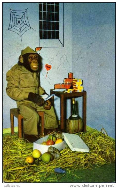 SINGE - PRISONNIER MODELE - PRISON - - Monkeys