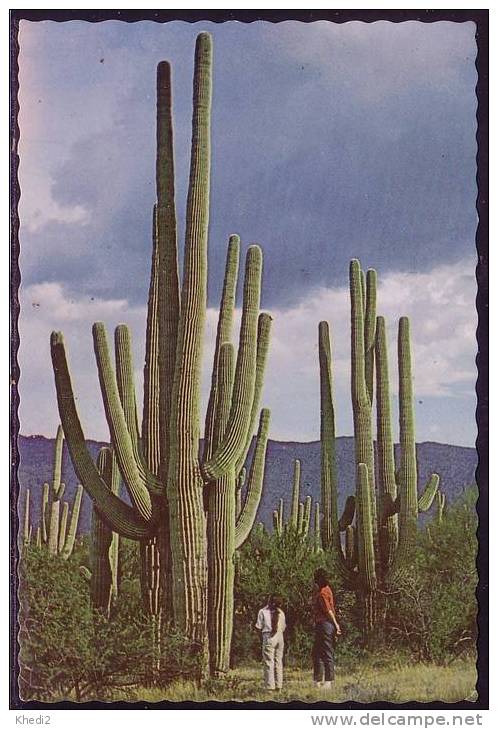 Carte Postale Fleur Plante - CACTUS Géant Arizona - KAKTUS Postkarte - Flower Plant Postcard - 01 - Altri & Non Classificati