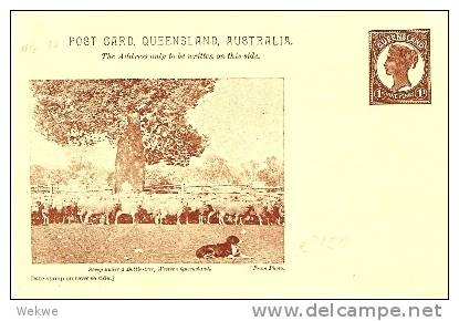 QLD009 / Bildkarte Hund/Schafe ** (dog, Perro, Sheep, Ovejas) - Enteros Postales