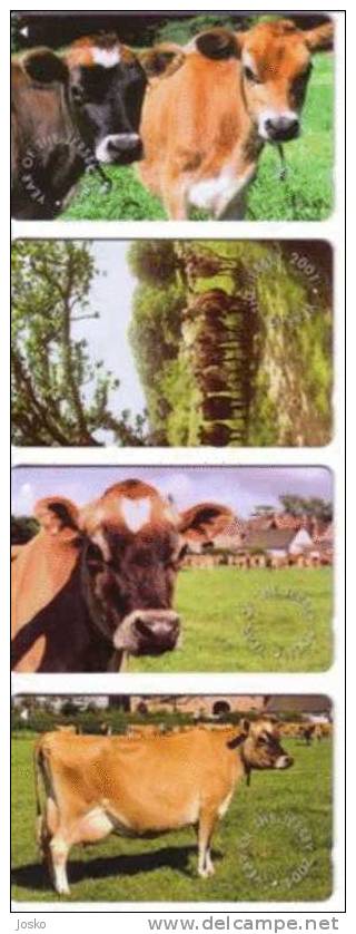 COWS ( Jersey Set Of 4. Cards ) *** Cow - Vache - Kuh – Vaca - Vacca - Mucca - Vaches - Koe * Year Of The Jersey 2001 - Cows