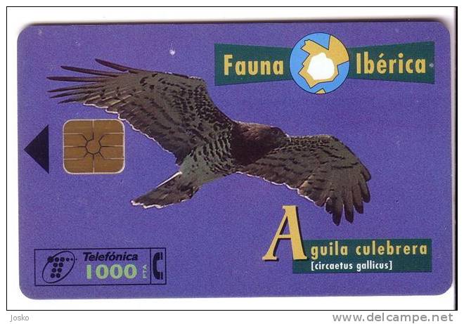 CIRCAETUS G. ( Spain Fauna Iberica )*** Eagle - Aigle - Adler - Aguila - Aquila * Birds Of Pray - Raptors Bird - Vulture - Sonstige & Ohne Zuordnung