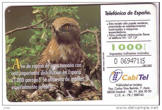 CIRCAETUS G. ( Spain Fauna Iberica )*** Eagle - Aigle - Adler - Aguila - Aquila * Birds Of Pray - Raptors Bird - Vulture - Other & Unclassified