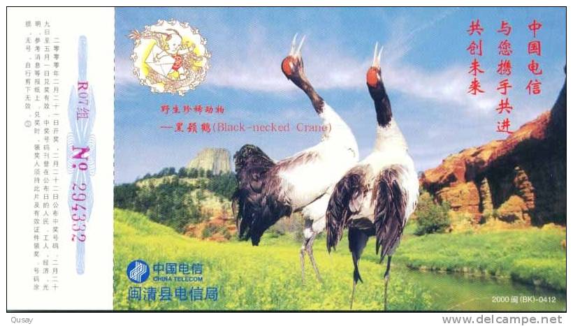 Wild Rare  Bird  Crane   ,   Pre-stamped Card , Postal Stationery - Kranichvögel