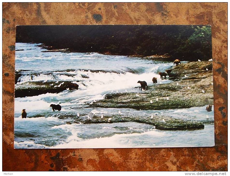 Bears Playing On The KENAI Peninsula , Alaska Anchorage 1960-    D18159 - Autres & Non Classés