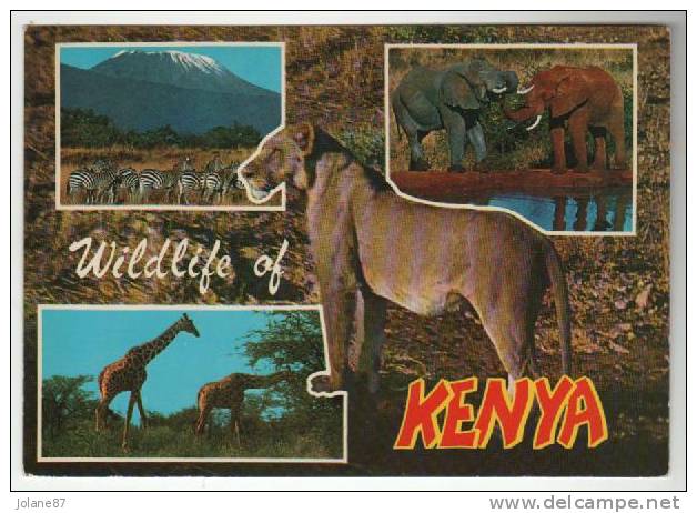 CPM  KENYA         NAIROBI     ANIMAUX SAUVAGES - Kenia