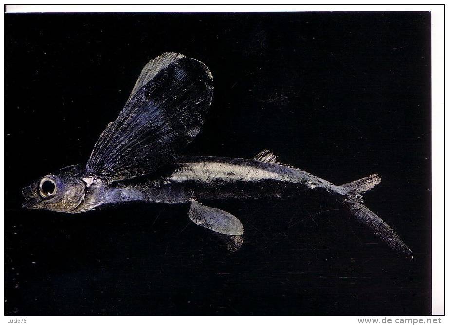 POISSON VOLANT EXOCET    -  Collection Du Muséum De ROUEN - Vissen & Schaaldieren