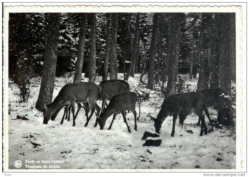 Forêt De SAINT-HUBERT - Troupeau De Biches - 1939 - Saint-Hubert