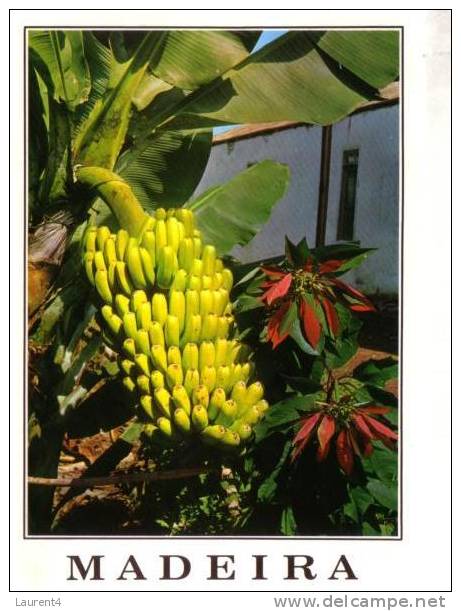 Carte Postale Sur Les Bananes - Bananas Postcards - Landbouw