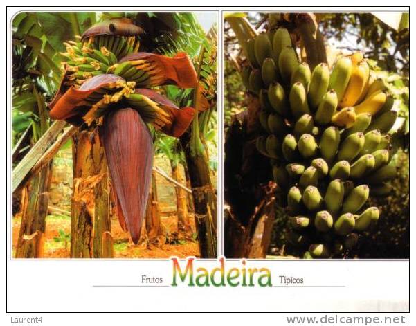 Carte Postale Sur Les Bananes - Bananas Postcards - Landwirtschaftl. Anbau