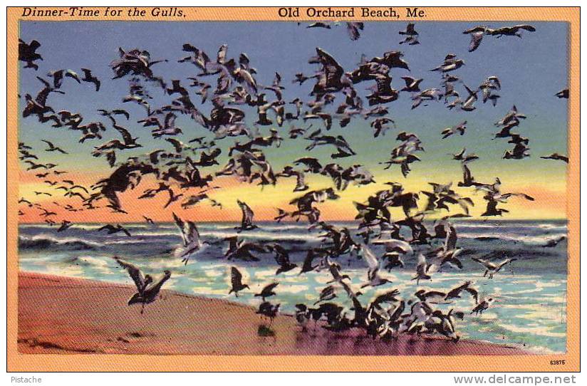 Maine - Old Orchard 1953 - Mouettes Oiseaux Mer Sea Gull - Linent Toilée - Voyagée - Sonstige & Ohne Zuordnung