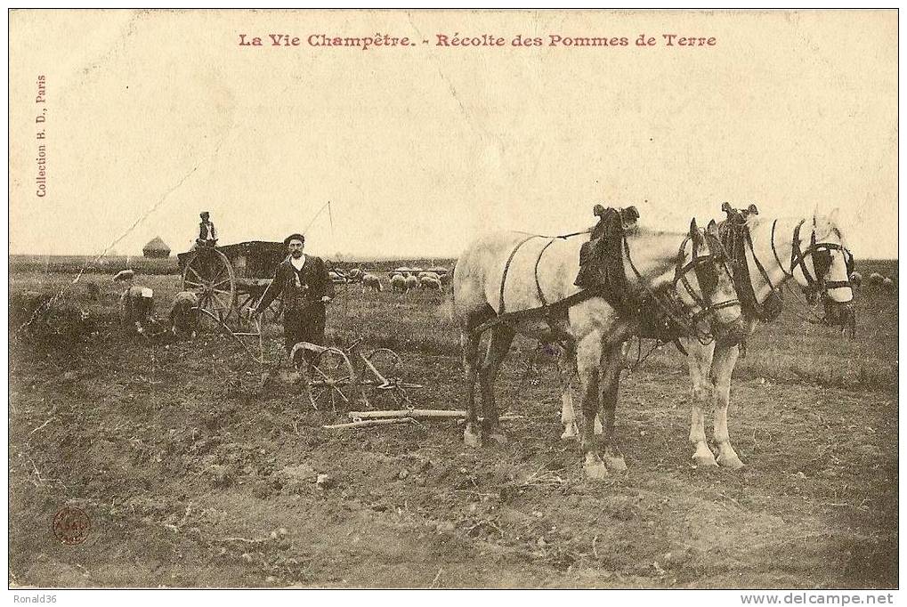 CP Agriculture LA VIE CHAMPETRE. Récolte Des Pommes De Terre (attelage De Chevaux,moutons,agriculteurs) - Landwirtschaftl. Anbau