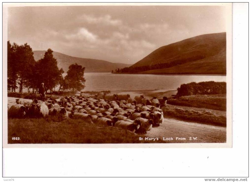 ST MARY´S - LOCH  From  S. W.  -   Troupeau De Moutons  -  N° 1503  - SW - Selkirkshire