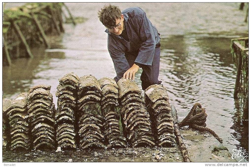 TRAVAUX OSTREICOLES...... LE CHARGEMENT DES TUILES APRES LE DETROQUAGE - Culture