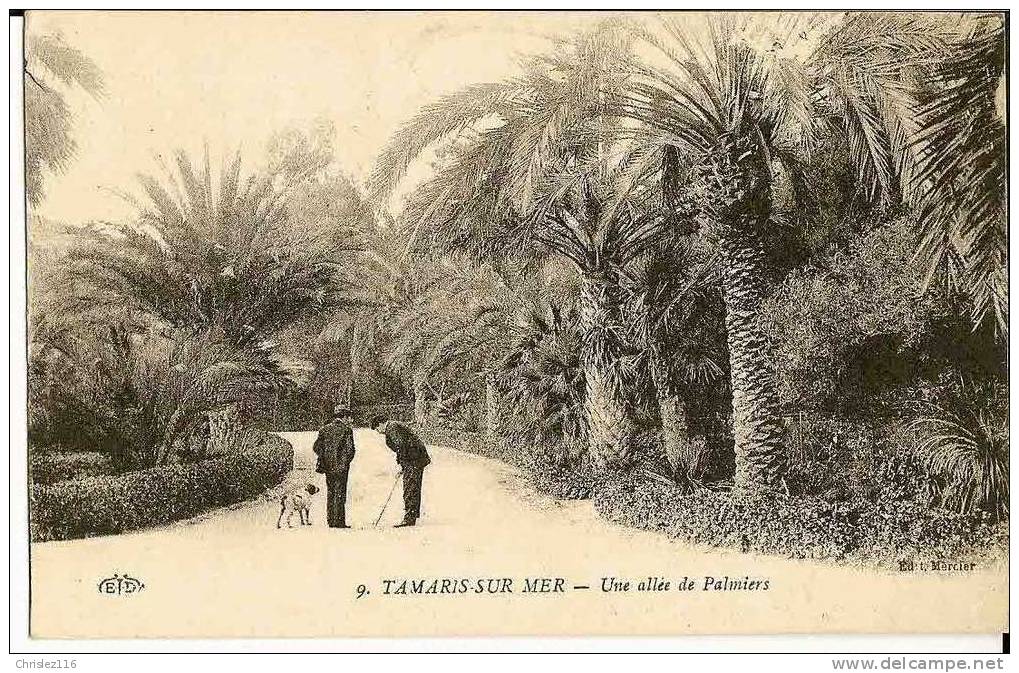 83 TAMARIS Une Allée De Palmiers  Joli Plan Animé - Tamaris