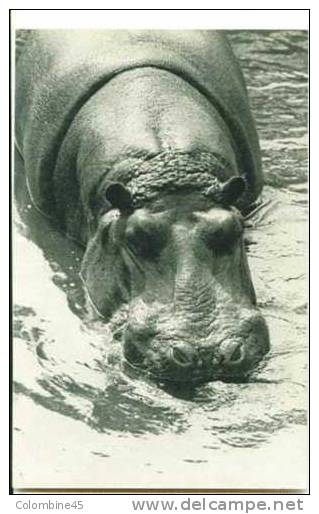Cpa Zoo De Vincennes Hippopotame Hippo - Flusspferde