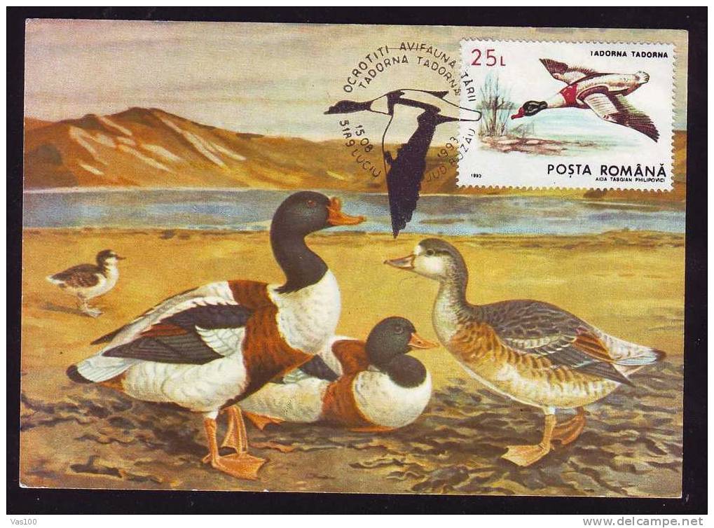 Romania MAXI CARD BIRD TADORNA 1993. - Cygnes