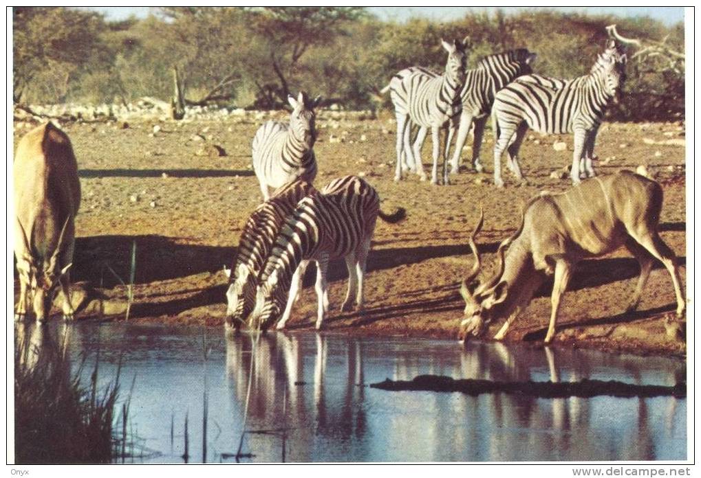 ZEBRES / ZEBRAS - WATERING PLACE IN THE BUSHVELD / SOUTH AFRICA - Zèbres
