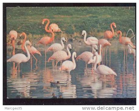 25894 Villars Les Dombes Parc Ornithologique , Flamants Roses  édit.combier N°E 01443.254.0407 Oiseau Belle Cpsm - Villars-les-Dombes