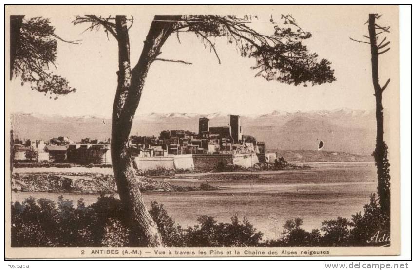 ANTIBES Vue à Travers Les Pins Et La Chaine Des Alpes Neigeuses - Autres & Non Classés