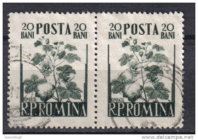 Rumänien; 1955; Michel 1548 O; Nutzpflanzen - Used Stamps